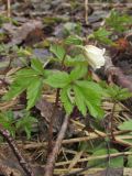 Anemone nemorosa. Цветущее растение. Ленинградская обл., Волосовский р-н, памятник природы \"Истоки реки Оредеж в урочище Донцо\", мелколиственный лес на побережье затопленного карьера. 27 апреля 2018 г.