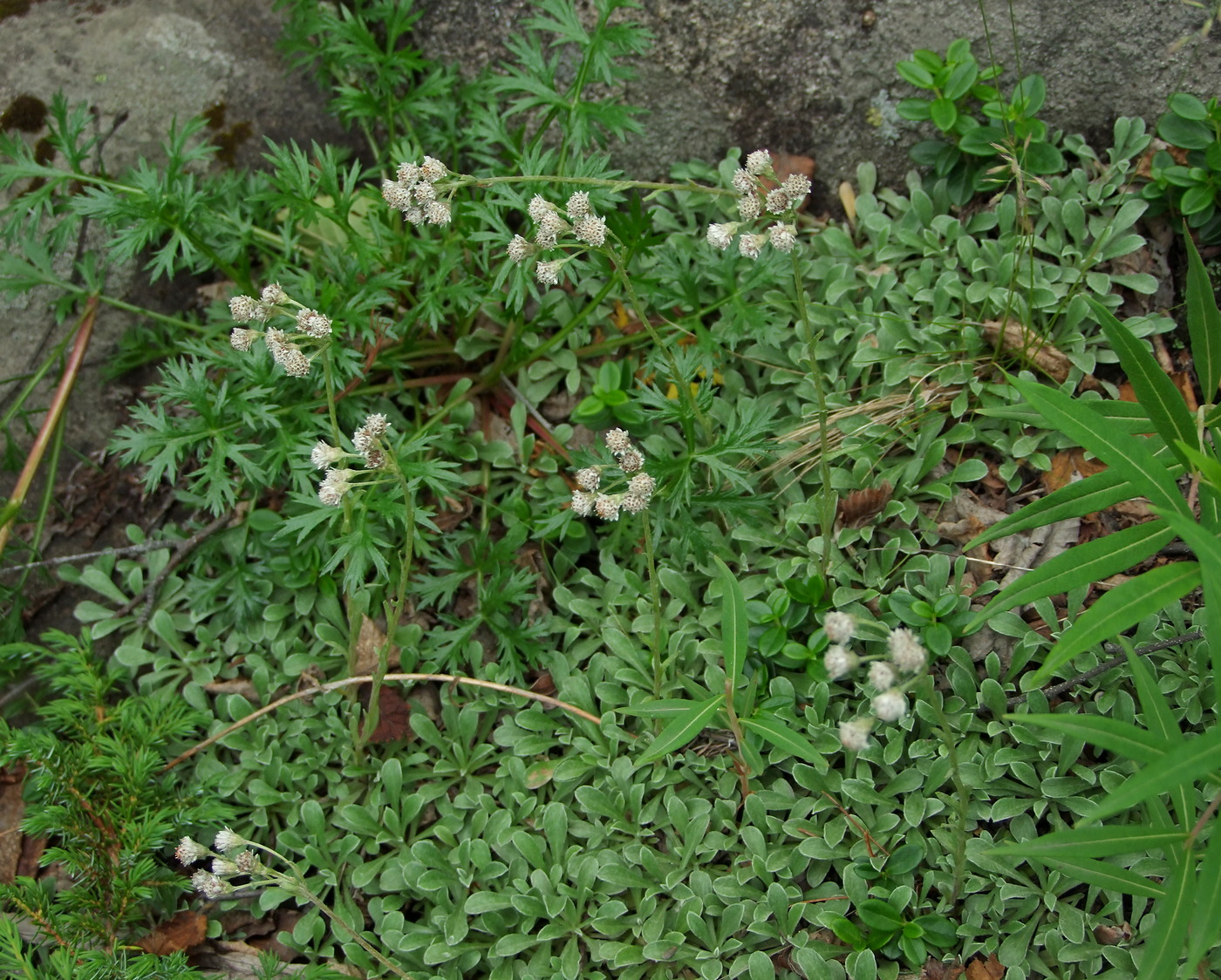 Изображение особи Antennaria dioica.