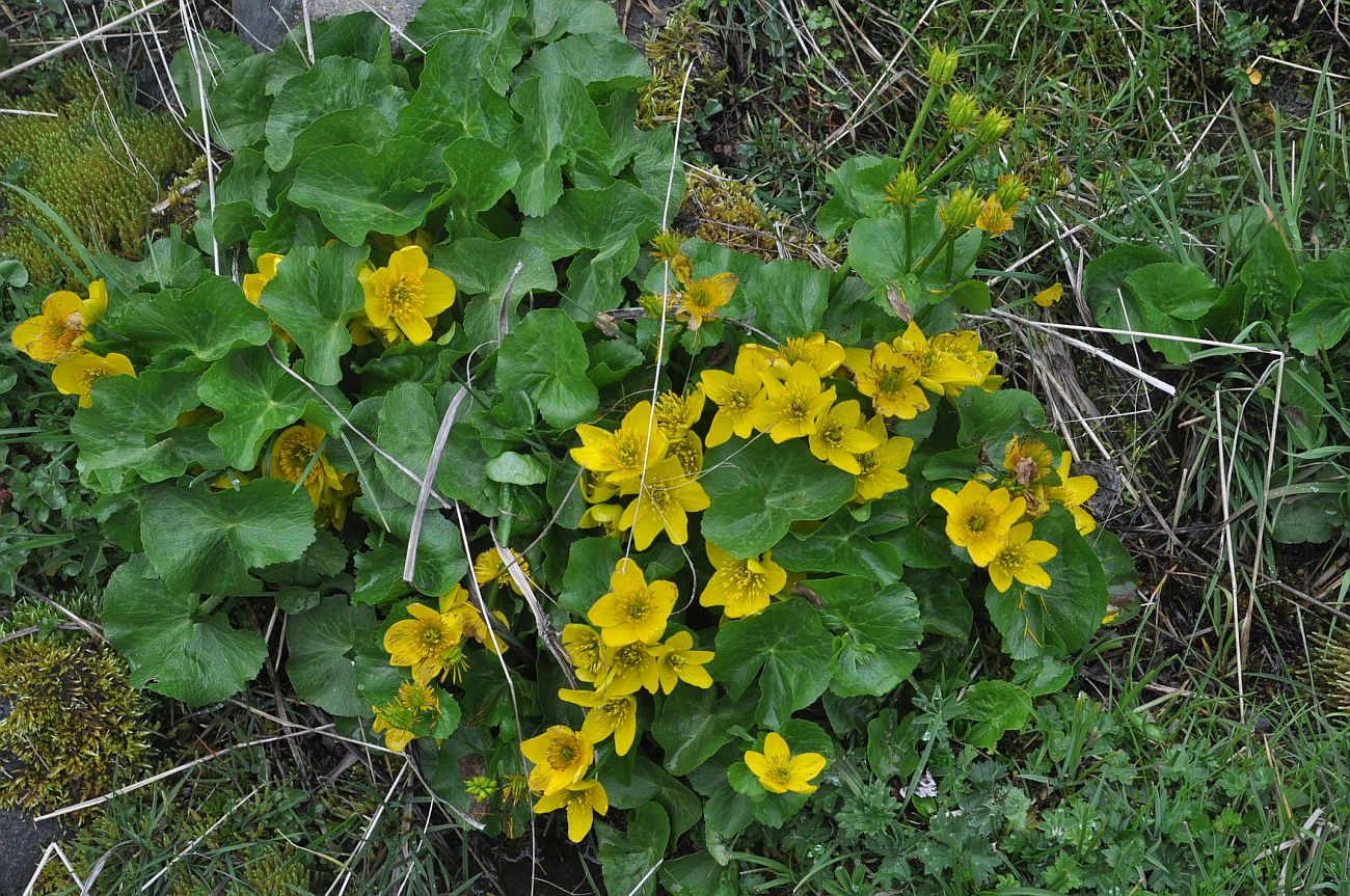 Изображение особи Caltha polypetala.