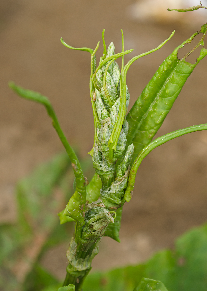 Изображение особи Rumex aquaticus.