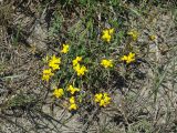 Lotus corniculatus. Цветущие растения. Иркутская обл., Усольский р-н, долина р. Китой, луг, обочина грунтовой дороги. 14.07.2018.