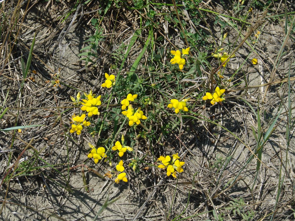 Изображение особи Lotus corniculatus.