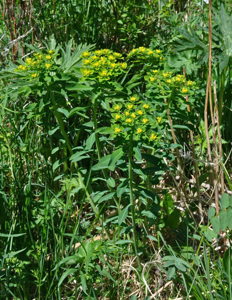 Изображение особи Euphorbia pilosa.