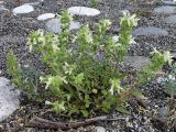 Stachys maritima. Цветущее растение на галечно-песчаном пляже. Абхазия, мыс Пицунда, 03.06.2007.