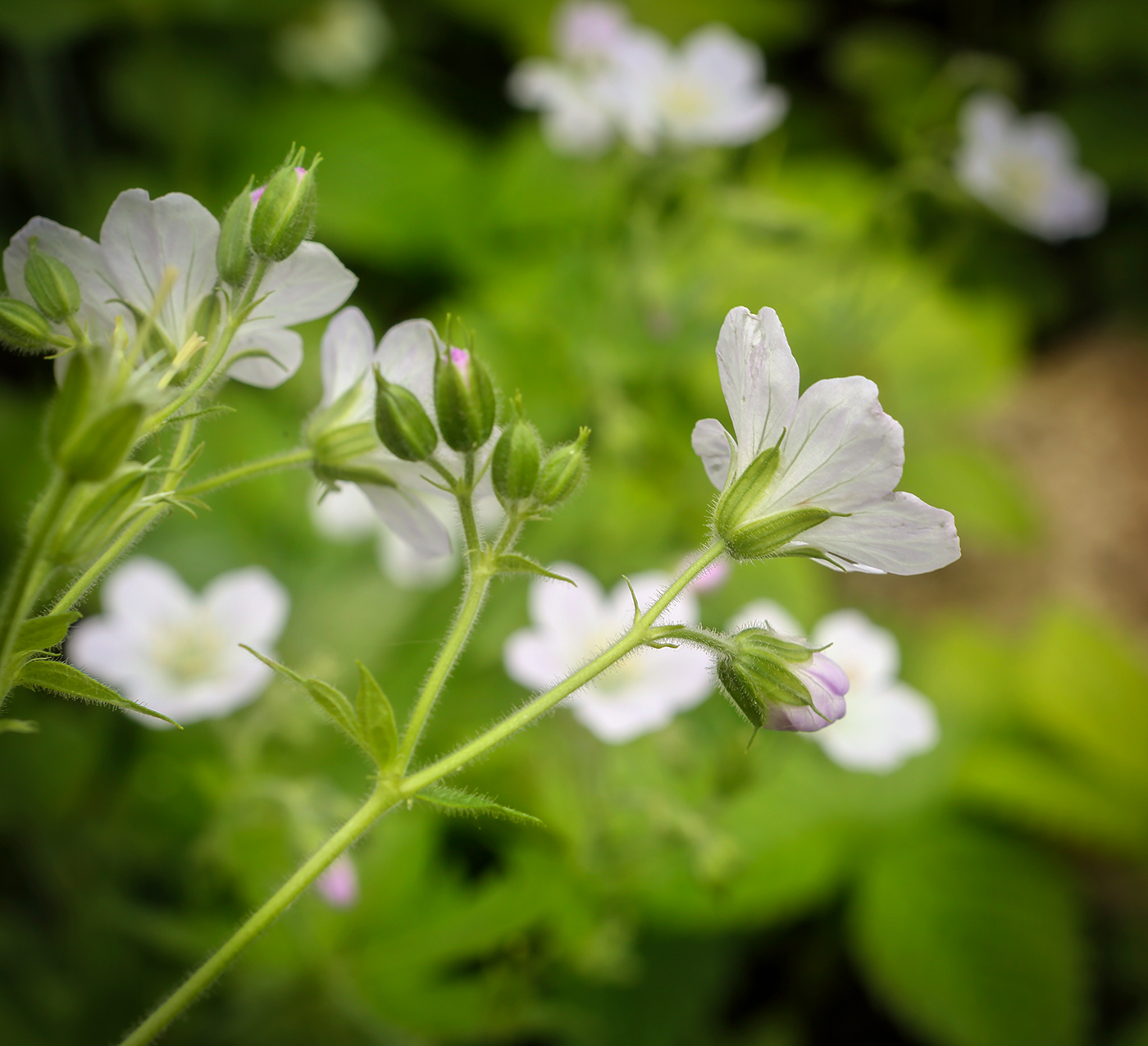 Изображение особи Geranium sylvaticum.