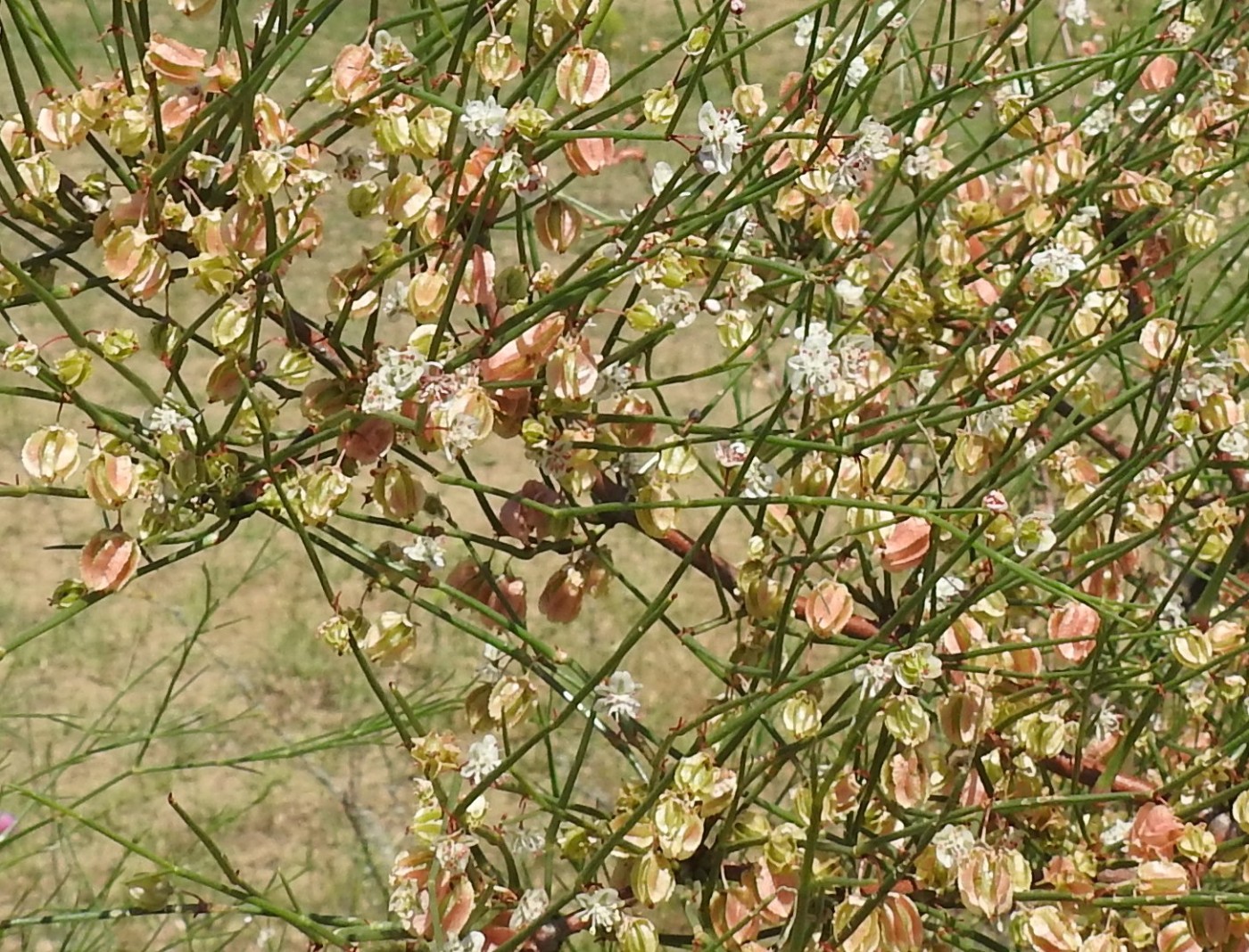 Image of Calligonum aphyllum specimen.