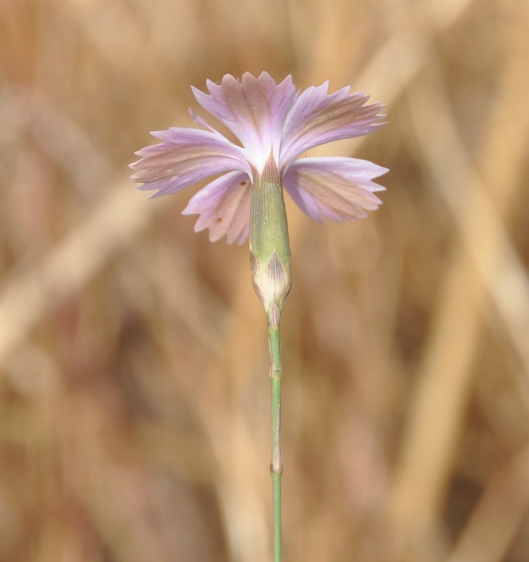 Image of Dianthus strictus ssp. troodi specimen.