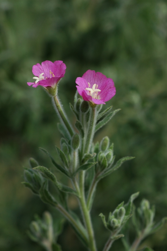 Изображение особи Epilobium villosum.