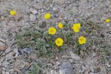 Potentilla pamiroalaica