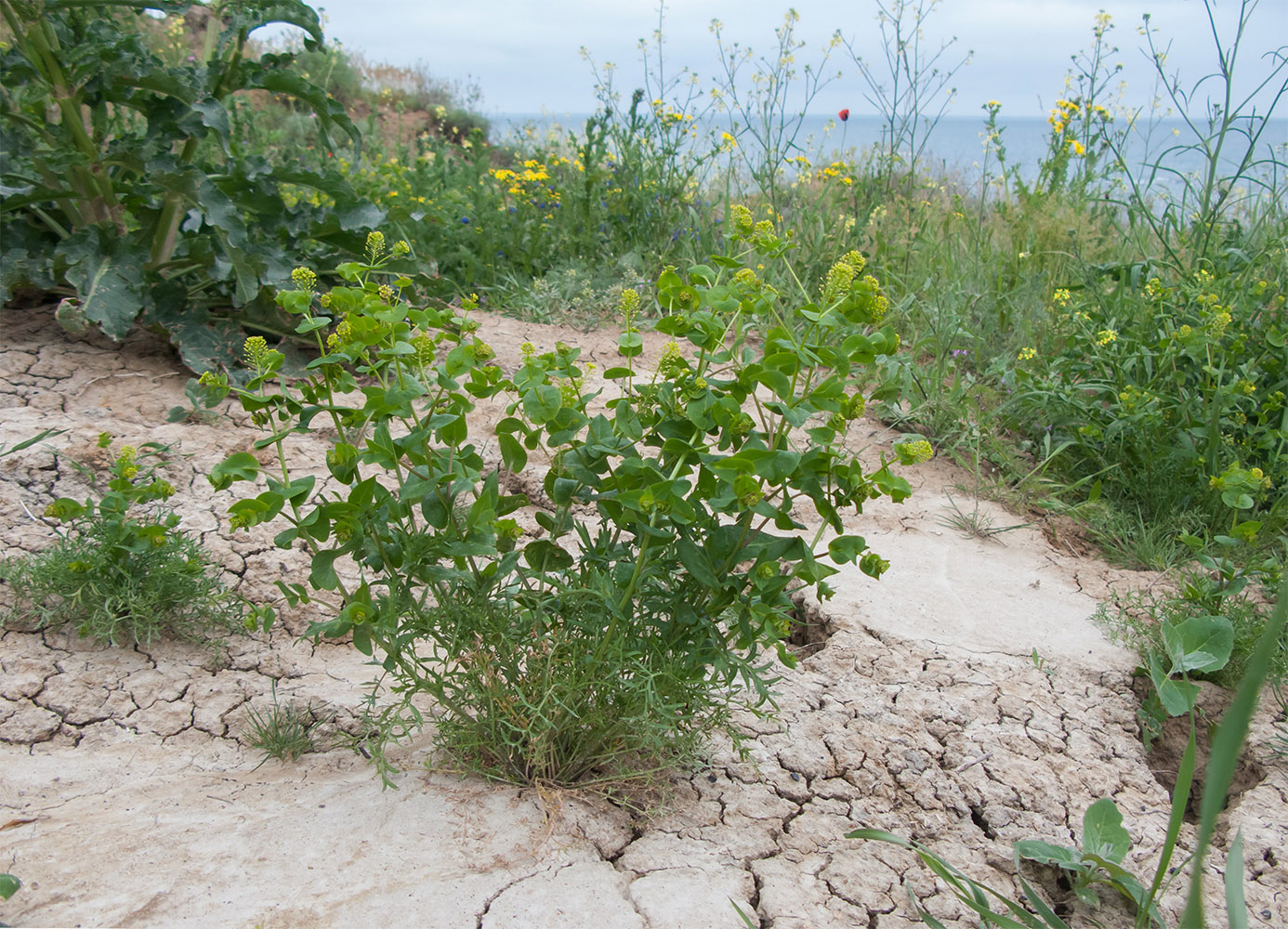 Изображение особи Lepidium perfoliatum.