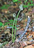 Dryopteris goeringiana. Растение с разворачивающимися вайями. Приморский край, окр. г. Владивосток, в дубовом лесу. 20.05.2020.