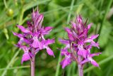 Dactylorhiza traunsteineri. Соцветия. Ивановская обл., Фурмановский р-н, Хромцовское сельское поселение, окр. дер. Каликино, Уткинское болото, ключевое зеленомошное болото. 21 июня 2020 г.