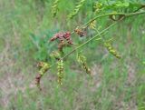 Gleditsia triacanthos