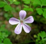 Geranium robertianum