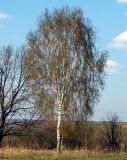 Betula pendula. Взрослое дерево. Чувашия, окр. г. Шумерля, пойма р. Сура возле пристани. 5 мая 2005 г.