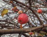 Malus domestica