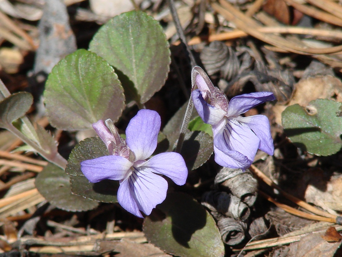 Изображение особи Viola sacchalinensis.