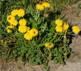 Taraxacum officinale