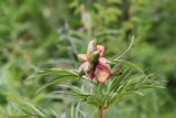 Paeonia anomala