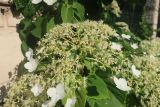 Hydrangea petiolaris