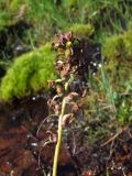 Pedicularis nasuta