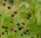 Juncus articulatus