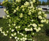 Viburnum opulus форма roseum