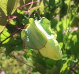 Cobaea scandens