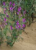 Astragalus barbidens