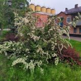 род Pyracantha