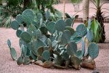 Opuntia ficus-indica