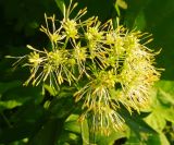 Thalictrum flavum. Соцветие. Московская обл., ГО Подольск, мкр-н Климовск, заросший деревьями берег реки Пахра. 23.06.2023.