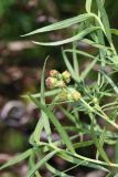 Artemisia glauca. Часть верхушки с соцветиями и листья. Томская обл., г. Томск, Академгородок, у дороги. 02.09.2023.