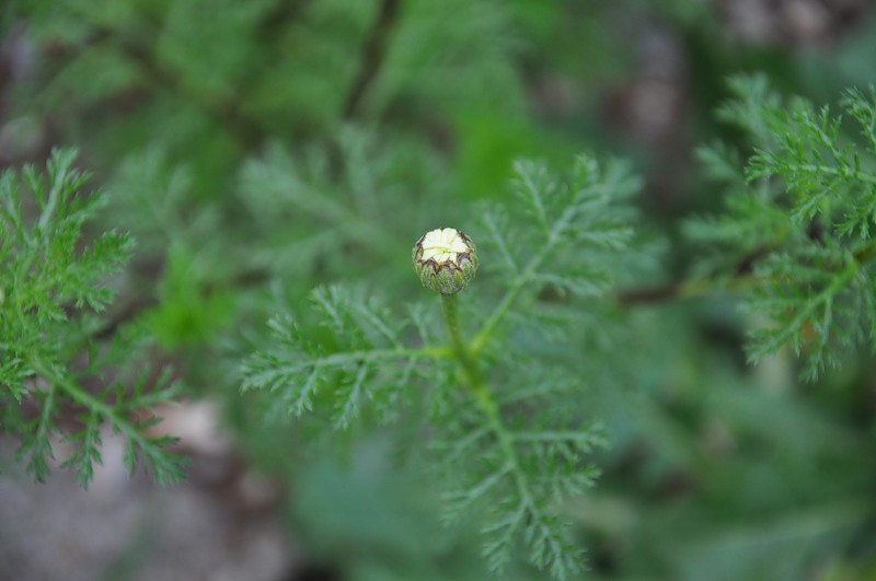 Изображение особи Anthemis altissima.