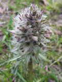 Pedicularis albolabiata