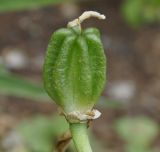 Ornithogalum wiedemannii