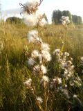 Lactuca tatarica