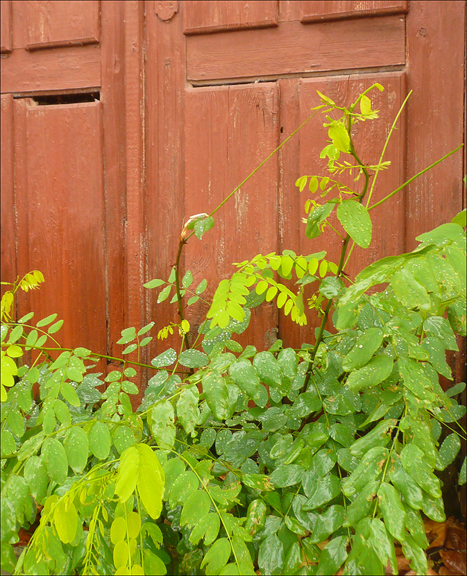 Изображение особи Robinia pseudoacacia.