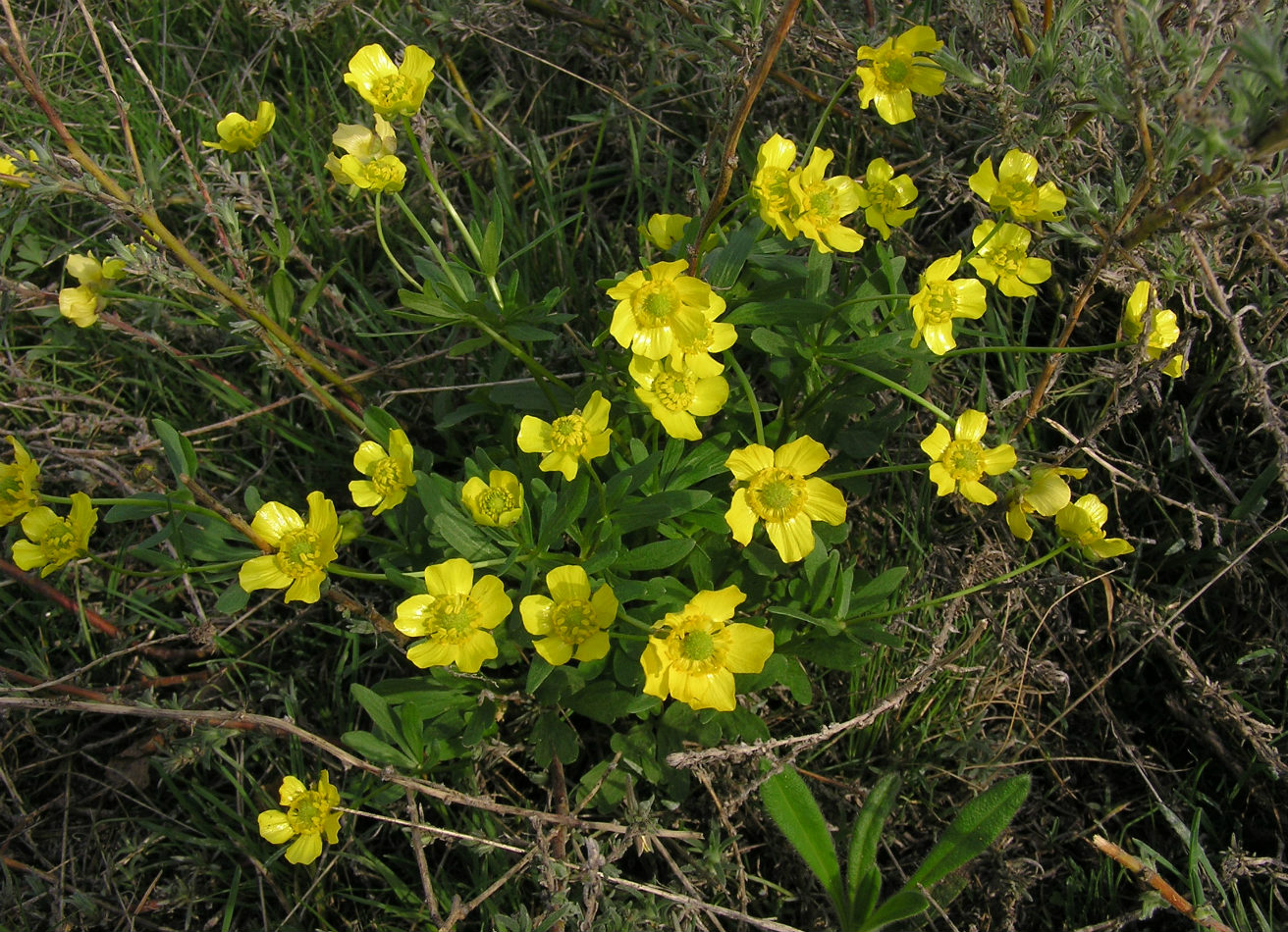Image of Ranunculus polyrhizos specimen.