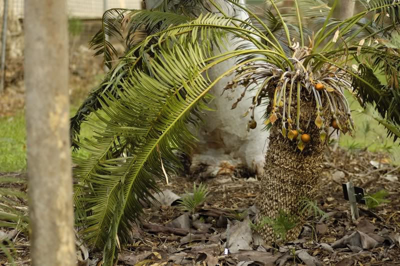 Изображение особи Cycas circinalis.