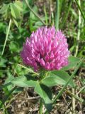 Trifolium pratense. Верхушка растения с соцветием. Украина, г. Запорожье, пос. Солнечный, возле Института масличных культур. 26.09.2009.