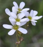 Saxifraga bulbifera