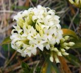 Daphne glomerata