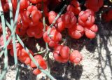 Ephedra distachya