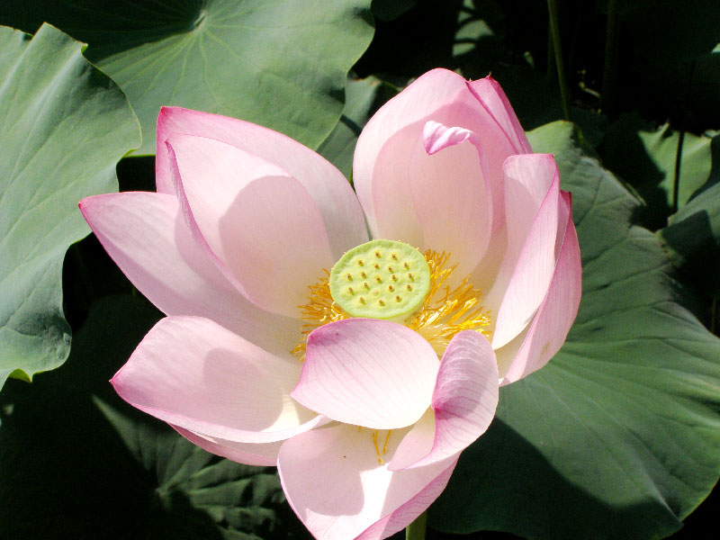 Изображение особи Nelumbo caspica.