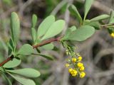 Berberis iberica