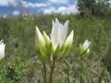 Gentiana olivieri. Соцветие (белоцветковая форма). Казахстан, Жамбылская обл., предгорья Таласского Алатау, левый склон каньона Коксай, предгорная степь на мелкоземах, 1800 м н.у.м. 11 июня 2013 г.