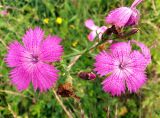 Dianthus fischeri