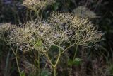 Valeriana alliariifolia