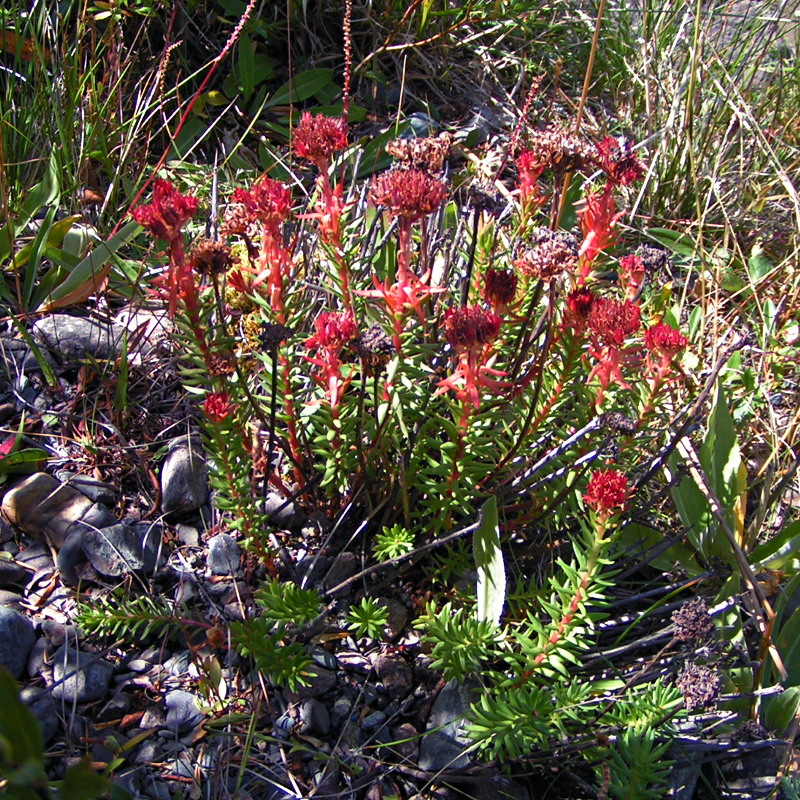 Изображение особи Rhodiola algida.